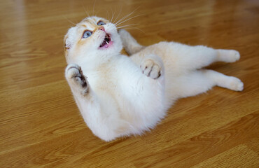 Cute scottish fold kitten