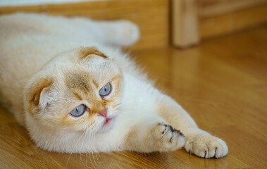 Cute scottish fold kitten