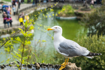 Great white seagull that lives around the pond in Istanbul Emirgan Park and is fed by people. Selective Focus Bird.