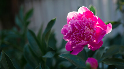 Pink peony flower. Blurred background. Macro. Garden, garden floriculture