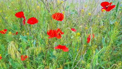 Fototapeta premium Scarlet poppies blooming in the steppe