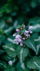 Jasnota plamista (Lamium maculatum L.)