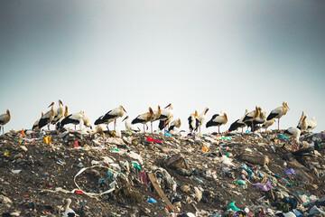 Stork next to the open sky dumpster