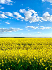 A yellow field against a blue sky