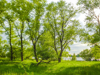 Natural panorama view with river green plants trees forest Germany.