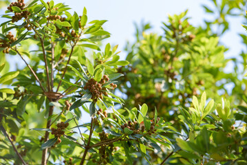 Young fruit of Japanese bayberry, on the tree