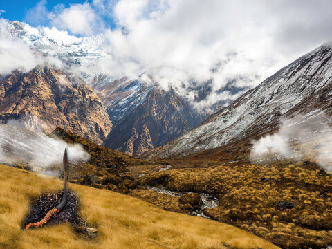 Cordyceps Sinensis. Nepal mountain, Himalaya, Traditional herbs, Is a mushroom that using for medicine and food.