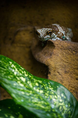 bee tree frog in nature