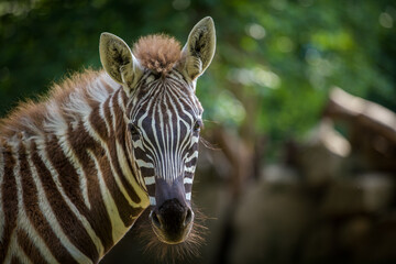 young zebra portrait in nature park