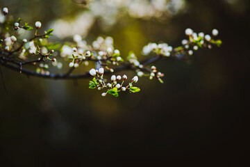 Beautiful white buds of fragrant cherries grow on thin branches with young green leaves in late spring. Nature in May.