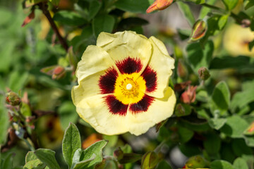Cistus x halimiocistus wintonensis 'Merrist Wood Cream' a summer flowering shrub plant with a yellow and maroon summertime flower commonly known as Winton rock rose, stock photo image