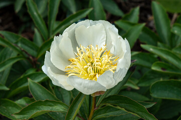 Peony 'Lotus Queen' (paeonia) a spring summer flowering plant with a white springtime flower, stock photo image