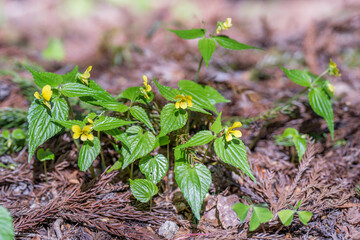 オオバキスミレ