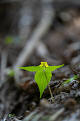 オオバキスミレ