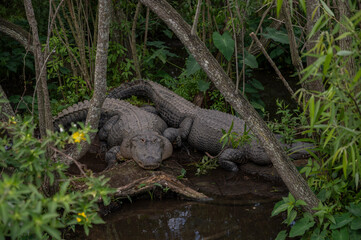 Two American Alligators on land in swamp