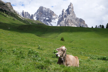 Cow in a meadow of Alps Italy