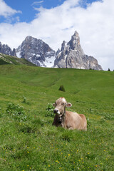 Cow in a meadow of Alps Italy