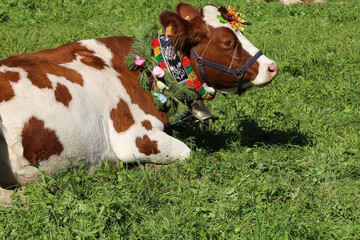 cow with flowers during an event