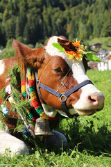 cow with flowers during an event