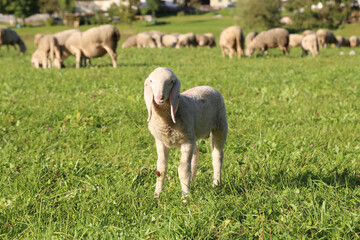 little lamb in the alps