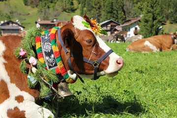 cow with flowers during an event