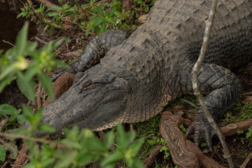 Obraz premium American Alligator sleeping under trees