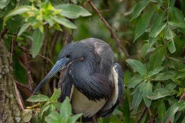 Tricolored Heron standing in tree