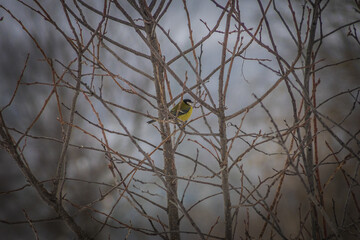 bird tit pecks suspended fat