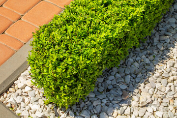 Green boxwood bush on a flower bed with flowers.