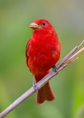song birds