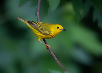 song birds