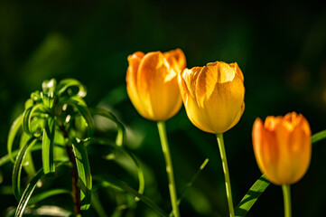 christmas, tree, pine, decoration, branch, nature, fir, holiday, plant, winter, xmas, celebration, isolated, ornament, ball, cone, evergreen