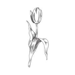 Elegant tulip spring flower, hand drawn sketch vector illustration isolated on white background.