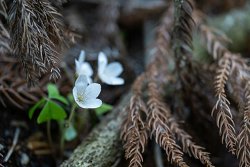 ミヤマカタバミ