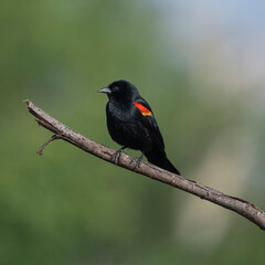 red-winged blackbird on branch