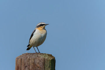 The northern wheatear or wheatear (Oenanthe oenanthe)  sitting on a pole in the meadow in the Netherlands         