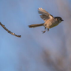bushtit in flight