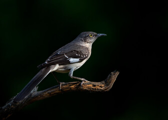song birds