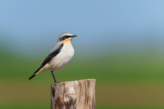 The northern wheatear or wheatear (Oenanthe oenanthe)  sitting on a pole in the meadow in the Netherlands         
