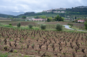 Fototapeta na wymiar Old vineyards of Cotes de Provence in spring, Bandol wine region, wine making in South of France