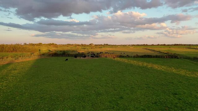 Flug &uuml;ber eine Herde wilder Stiere, weiter Blick &uuml;ber die Landschaft, Weiden, Wiesen, Marschland, Sonnenuntergang, Abendlicht, spektakul&auml;rer Abendhimmel, Camargue, Saintes-Maries-de-la-Mer, 