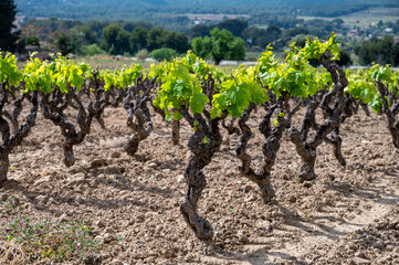 Green vineyards of Cotes de Provence in spring, Bandol wine region, wine making in South of France