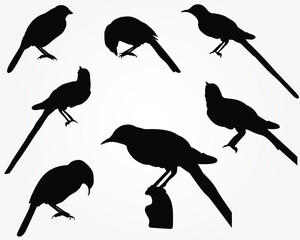 Set of a Black Bird silhouette