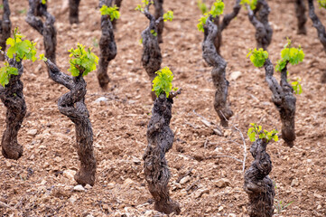 Old vineyards of Cotes de Provence in spring, Bandol wine region, wine making in South of France