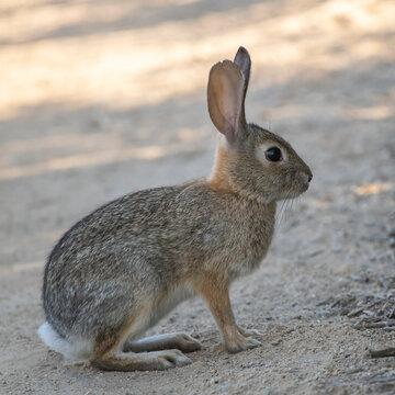 dessert cottontail rabbit