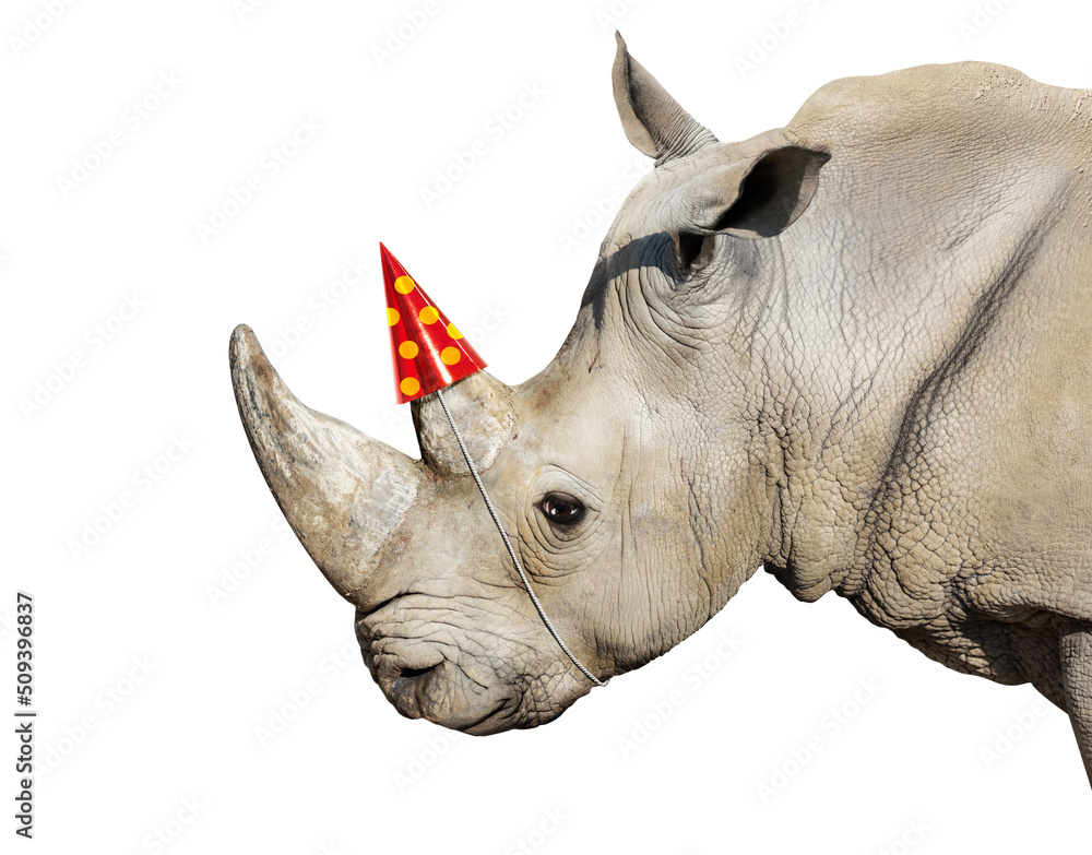 Wall mural rhinoceros head portrait wear party cap on the horn