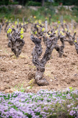 Vineyards of Cotes de Provence in spring, Bandol wine region, wine making in South of France