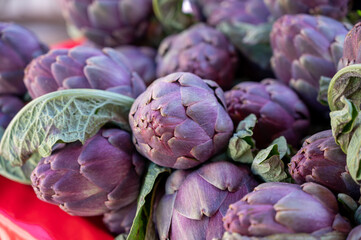 Fresh raw heads of artichokes plants for sale on farmers market