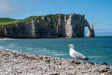 Panoramic view on chalk cliffs and Porte d'Aval arch in Etretat, Normandy, France. Tourists destination.