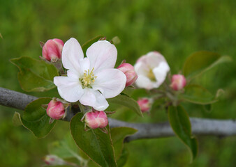 Fototapeta na wymiar Closeup of white blossoms of an apple tree